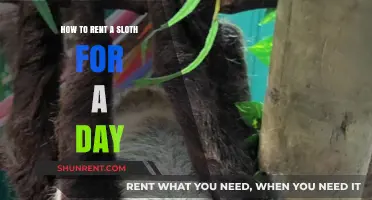 Rent a Sloth for a Day: Your Ultimate Guide to Sloth Encounters