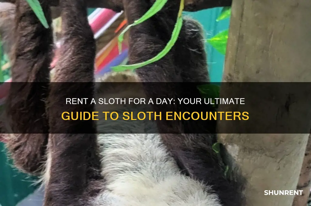 how to rent a sloth for a day