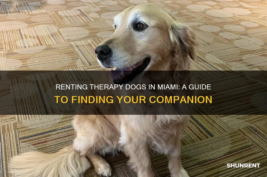 how to rent a therapy dog miami florida