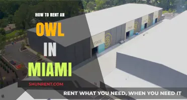 Renting Owls in Miami: A Unique Guide to Owl Encounters