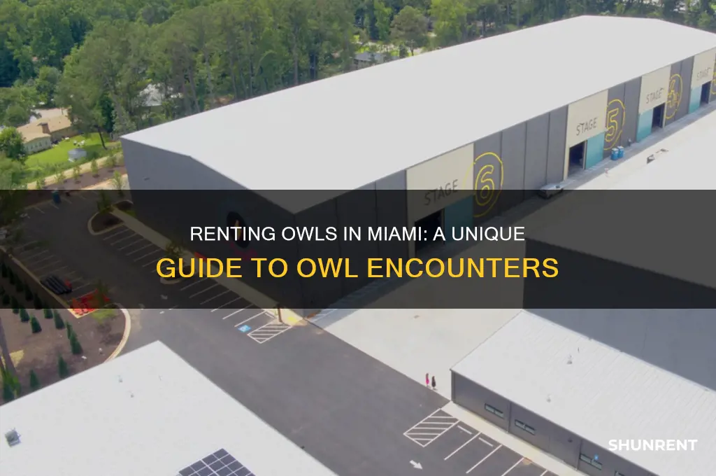 how to rent an owl in miami