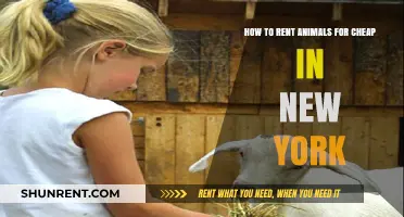 Affordable Animal Rentals in NYC: Your Ultimate Guide to Saving