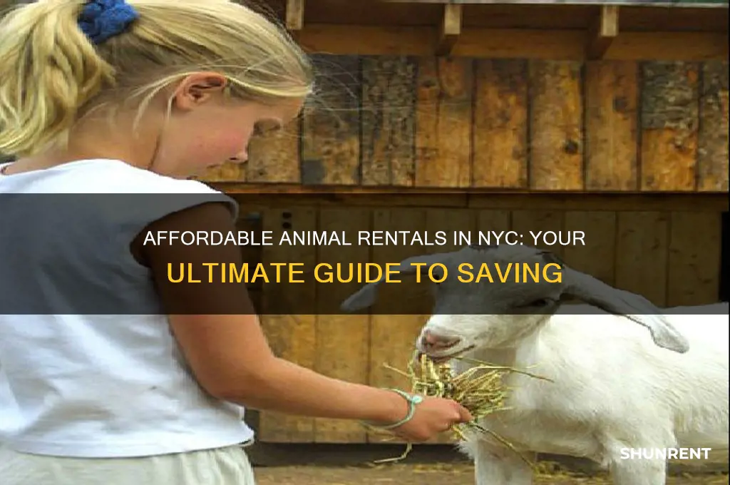 how to rent animals for cheap in new york