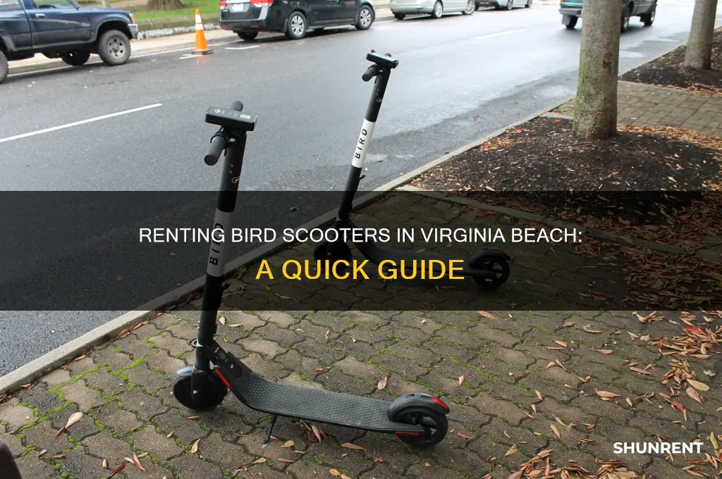 how to rent bird scooters in virginia beach