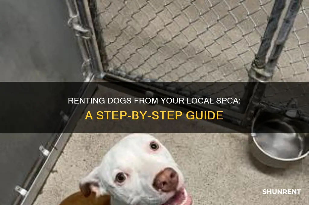 how to rent dogs from local spca