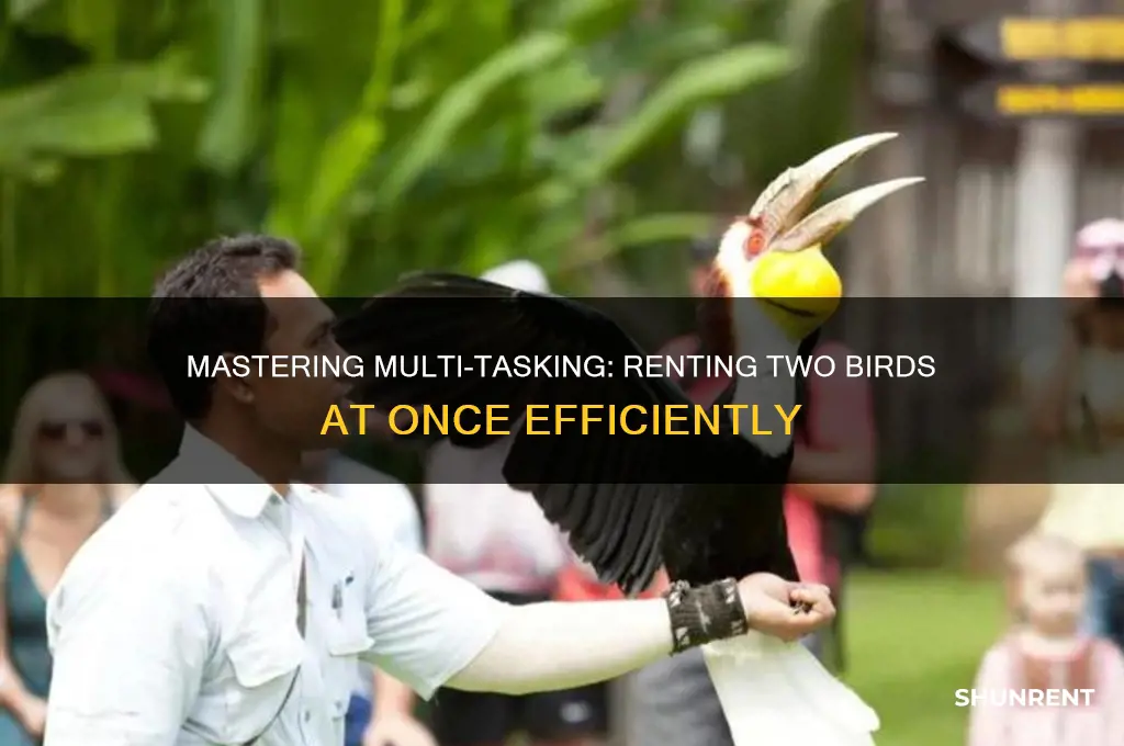 how to rent two birds at once