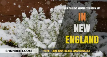 Winterizing Rosemary: Essential Tips for Renters in New England