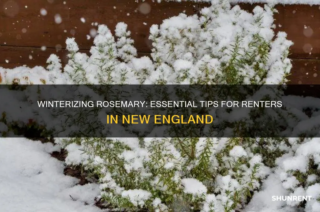 how to rent winterize rosemary in new england