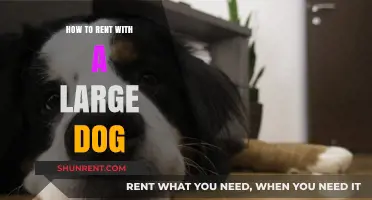 Renting with a Large Dog: Tips for Pet-Friendly Housing Success