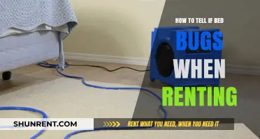 Spotting Bed Bugs in Rentals: Essential Tips for Tenants