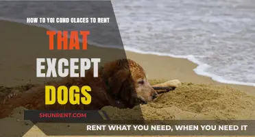 Finding Dog-Friendly Rentals: Tips for Pet Owners to Secure Their Dream Home