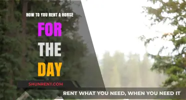 Renting a Horse for a Day: Your Ultimate Guide to Equine Adventure