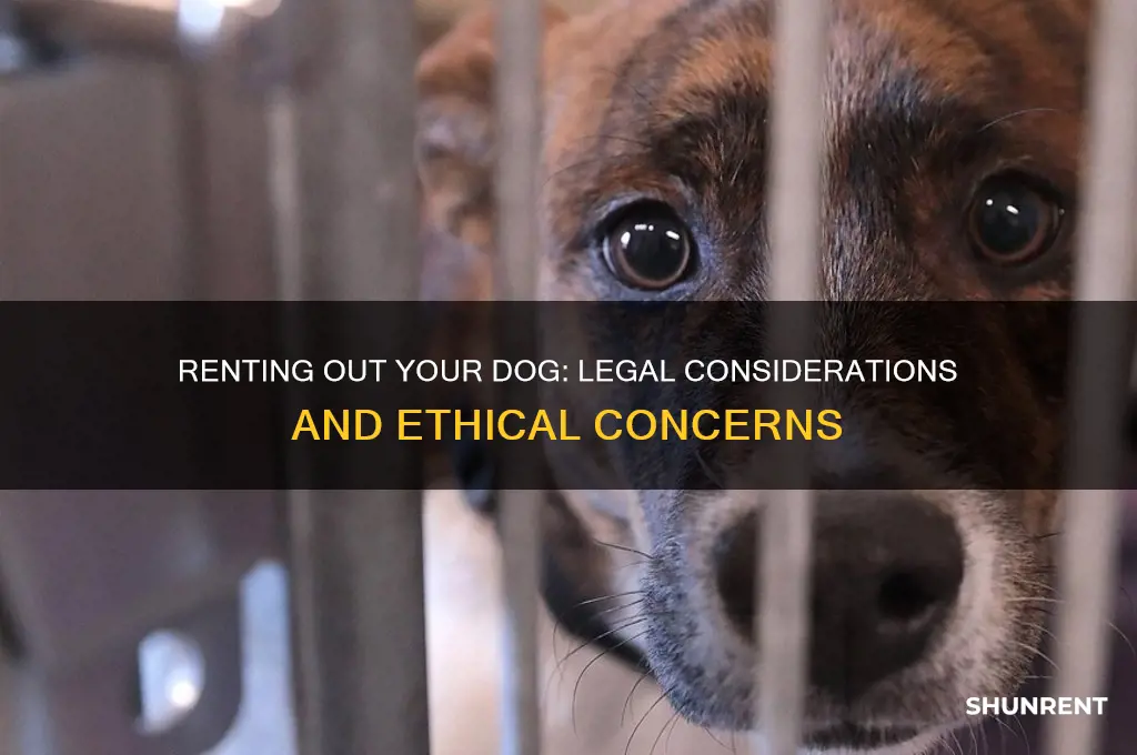 is it legal to rent out a dog