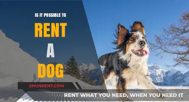 Can You Rent a Dog? Exploring Pet Rental Options and Ethics