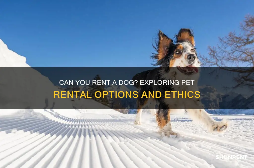 is it possible to rent a dog