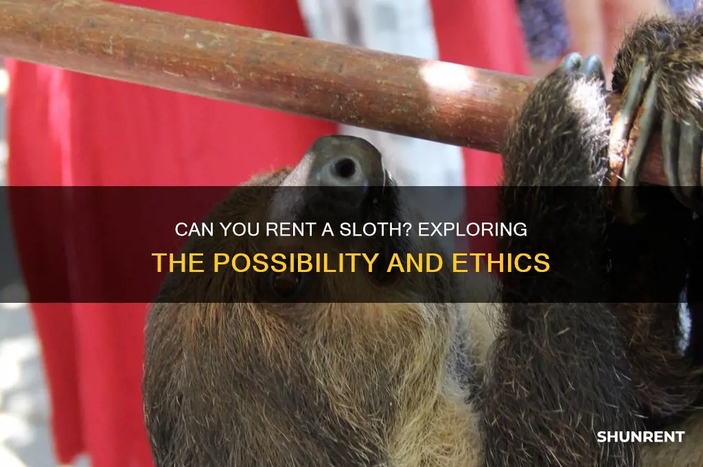 is it possible to rent a sloth