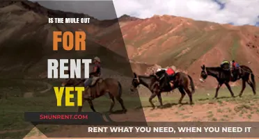 Is the Mule Available for Rent Yet? Updates and Details