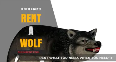 Can You Rent a Wolf? Exploring Unusual Pet Rental Options