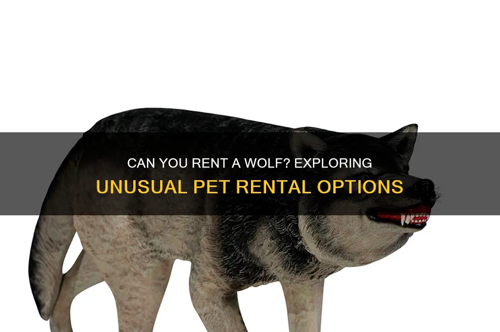 is there a way to rent a wolf