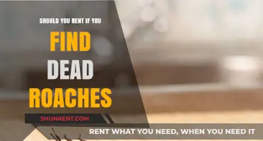 Dead Roaches in Your Rental: Should You Stay or Go?