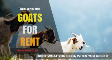 Where to Find Goats for Rent: A Unique Eco-Friendly Solution