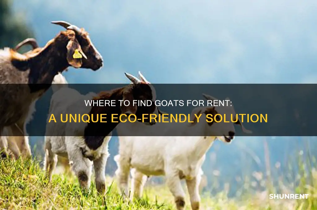 were do you find goats for rent