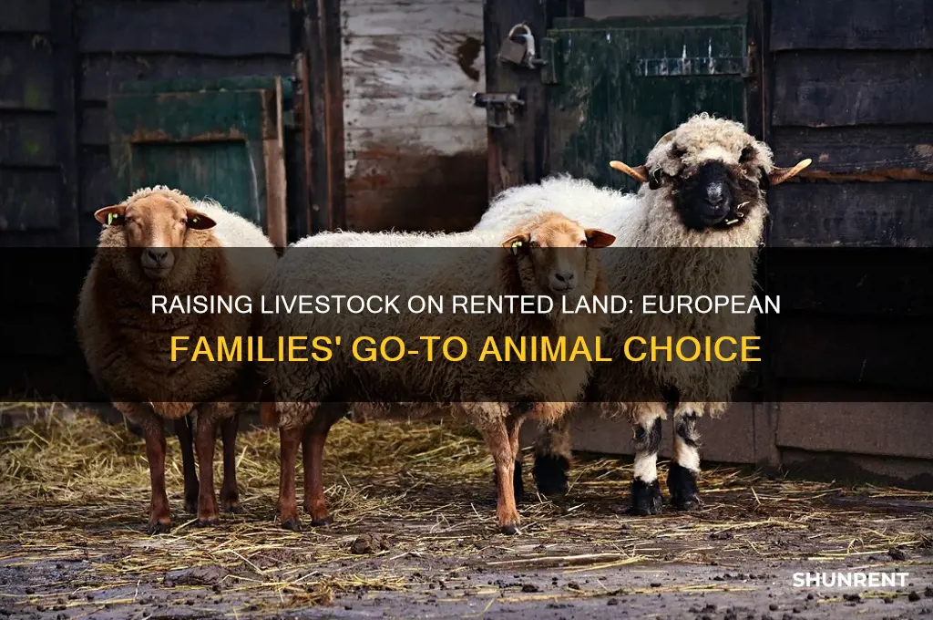 what animal did european families raise on rented land