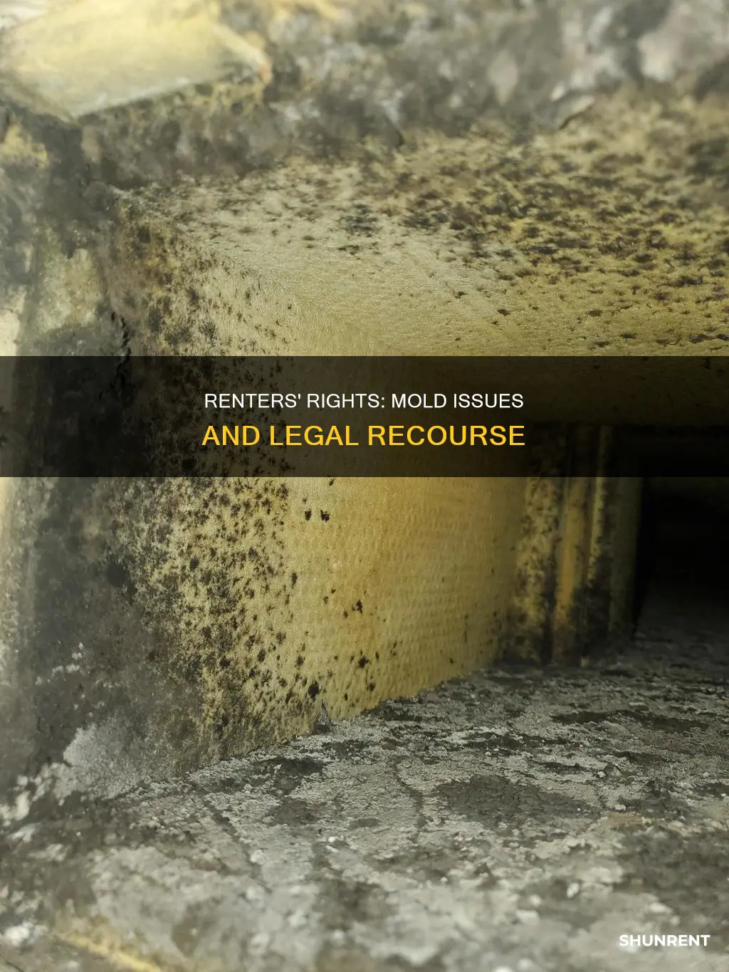 what are my rights as a renter with mold
