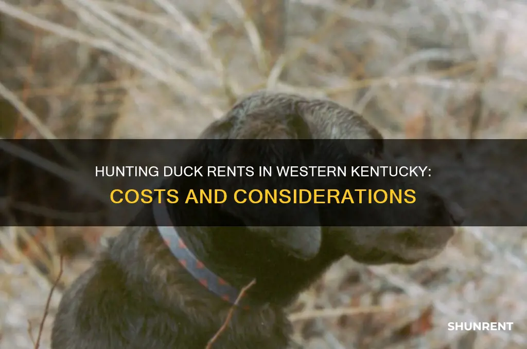 what are rents for hunting ducks in western ky