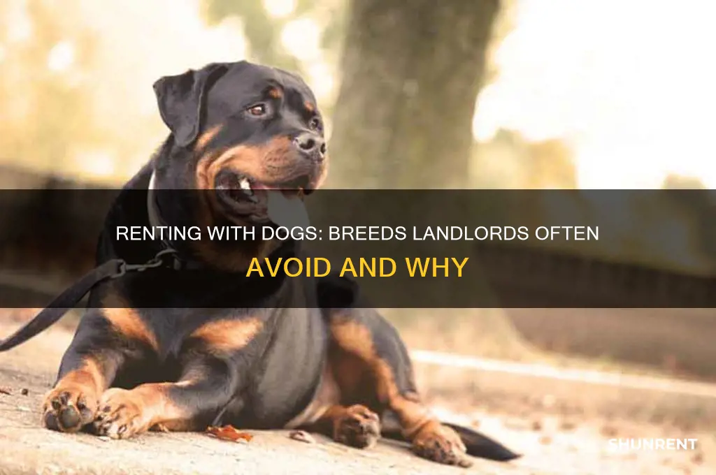 what breed of dogs to avoid when renting