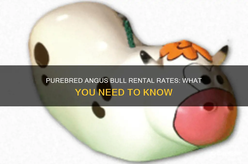 what do purebred angus bulls rent for