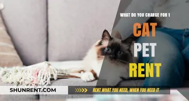 Understanding Cat Pet Rent: What’s the Fair Cost for Your Feline?