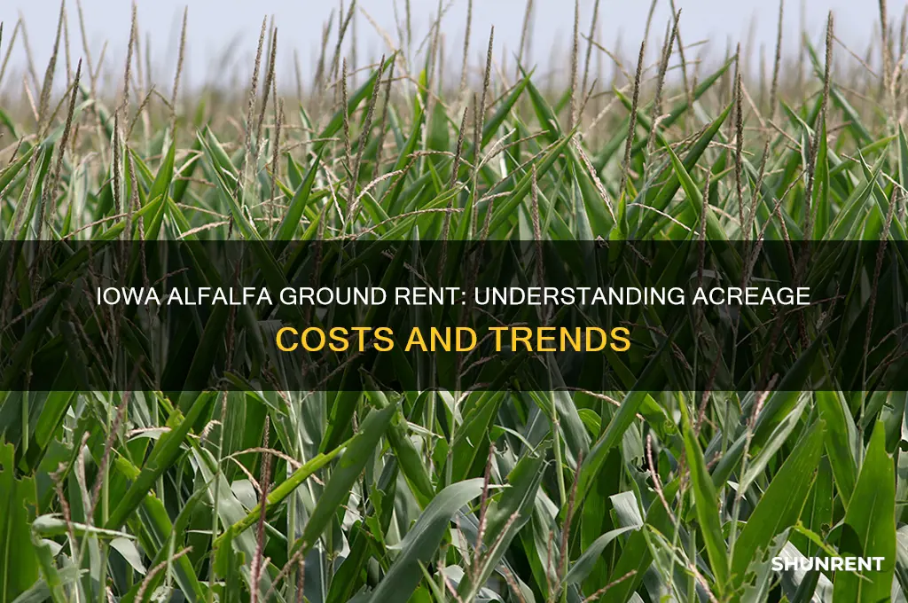 what does alfalfa ground rent for a acre in iowa