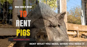Renting Pigs: Unveiling the Unique Trend and Its Surprising Benefits