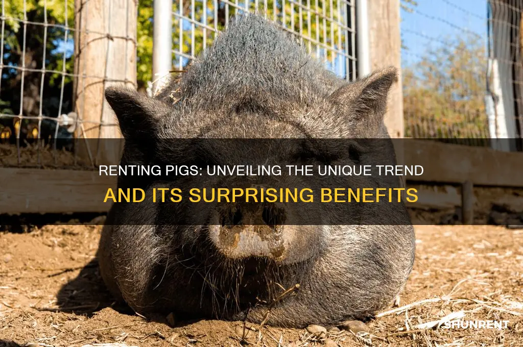 what does it mean to rent pigs
