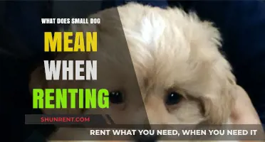 Small Dog Policies: What Renters Need to Know Before Leasing