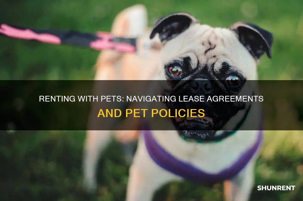 what happens if you have a pet and rent