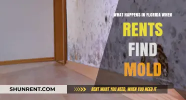 Florida Mold in Rentals: Tenant Rights and Landlord Responsibilities