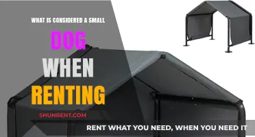 Small Dog Size Limits: What Renters Need to Know