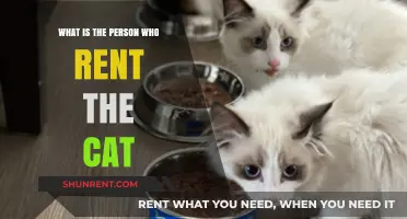 Understanding the Role of a Cat Renter: Who Are They?
