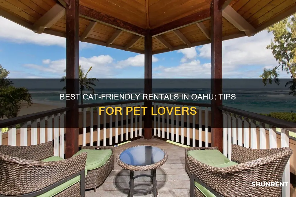 what kind of rent a cat is recommended for oahu