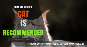 Choosing the Perfect Rent-a-Cat: Tips for Your Feline Companion