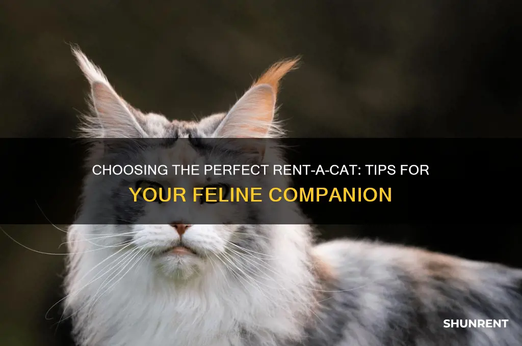 what kind of rent a cat is recommended