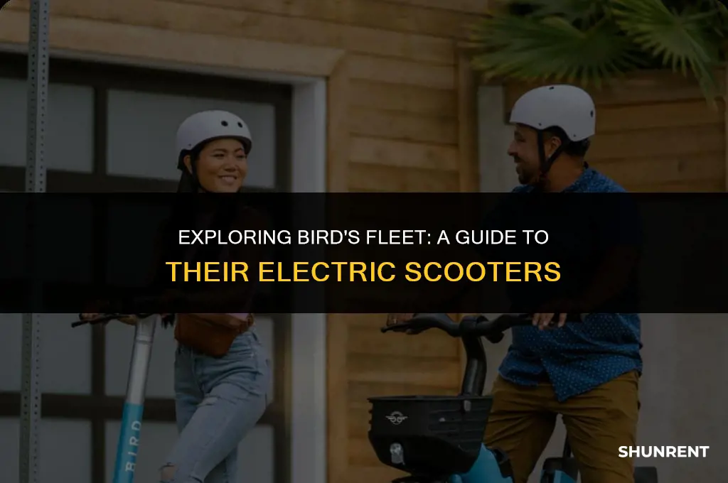 what kind of scooters does bird rent