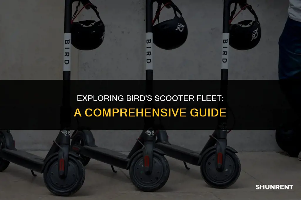 what kind of scotters does bird rent