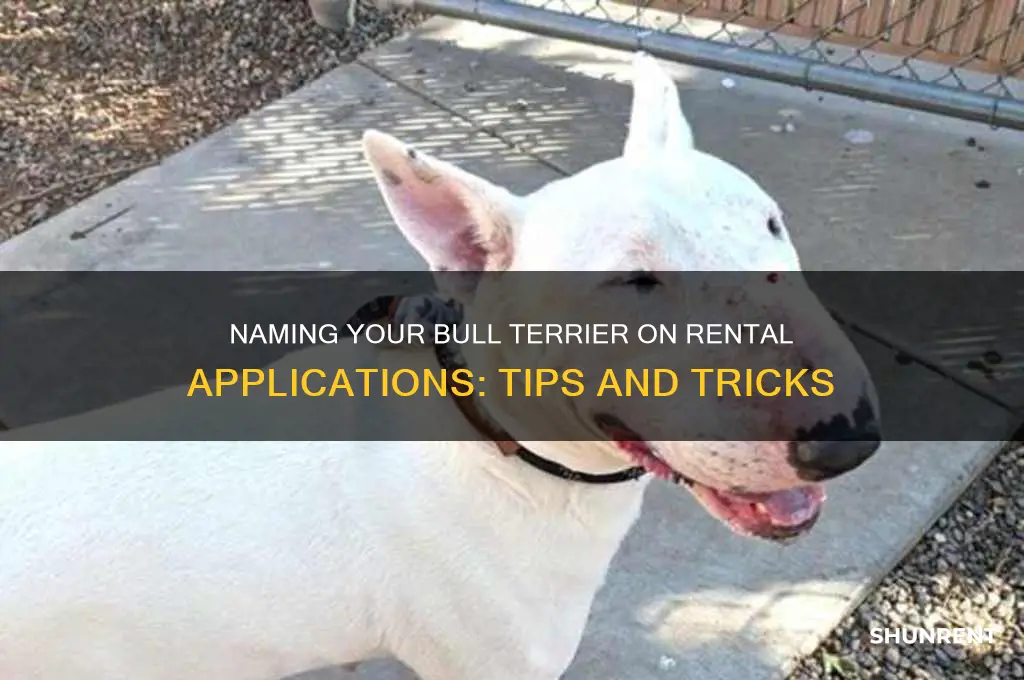 what to call a bull terrier on a rent application