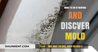 Renting and Discovering Mold: Essential Steps to Protect Your Health