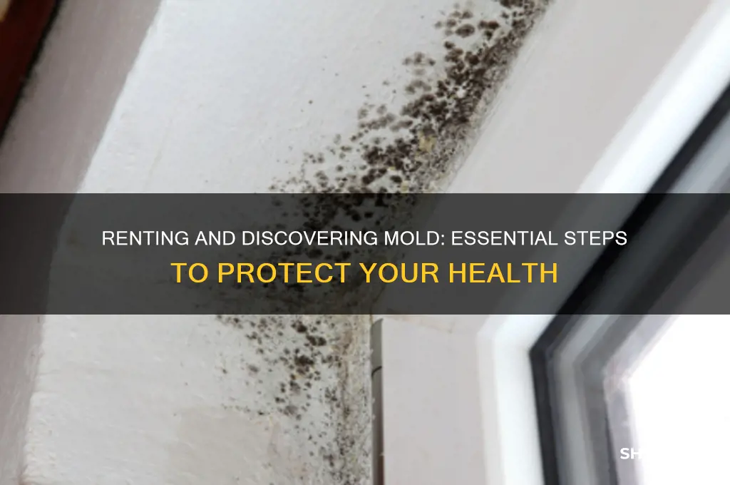 what to do if renting and discver mold