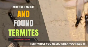 Renting and Found Termites? Immediate Steps to Protect Your Home
