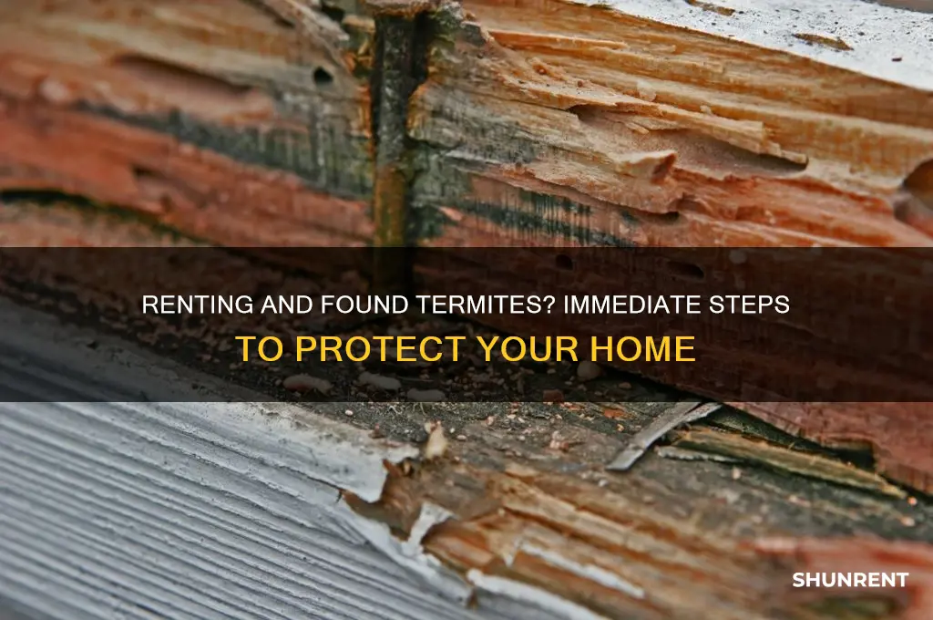 what to do if you rent and found termites